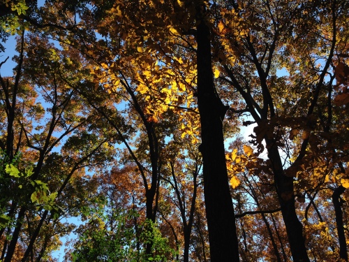 Kennesaw Mountain Leaves, Nov 2013